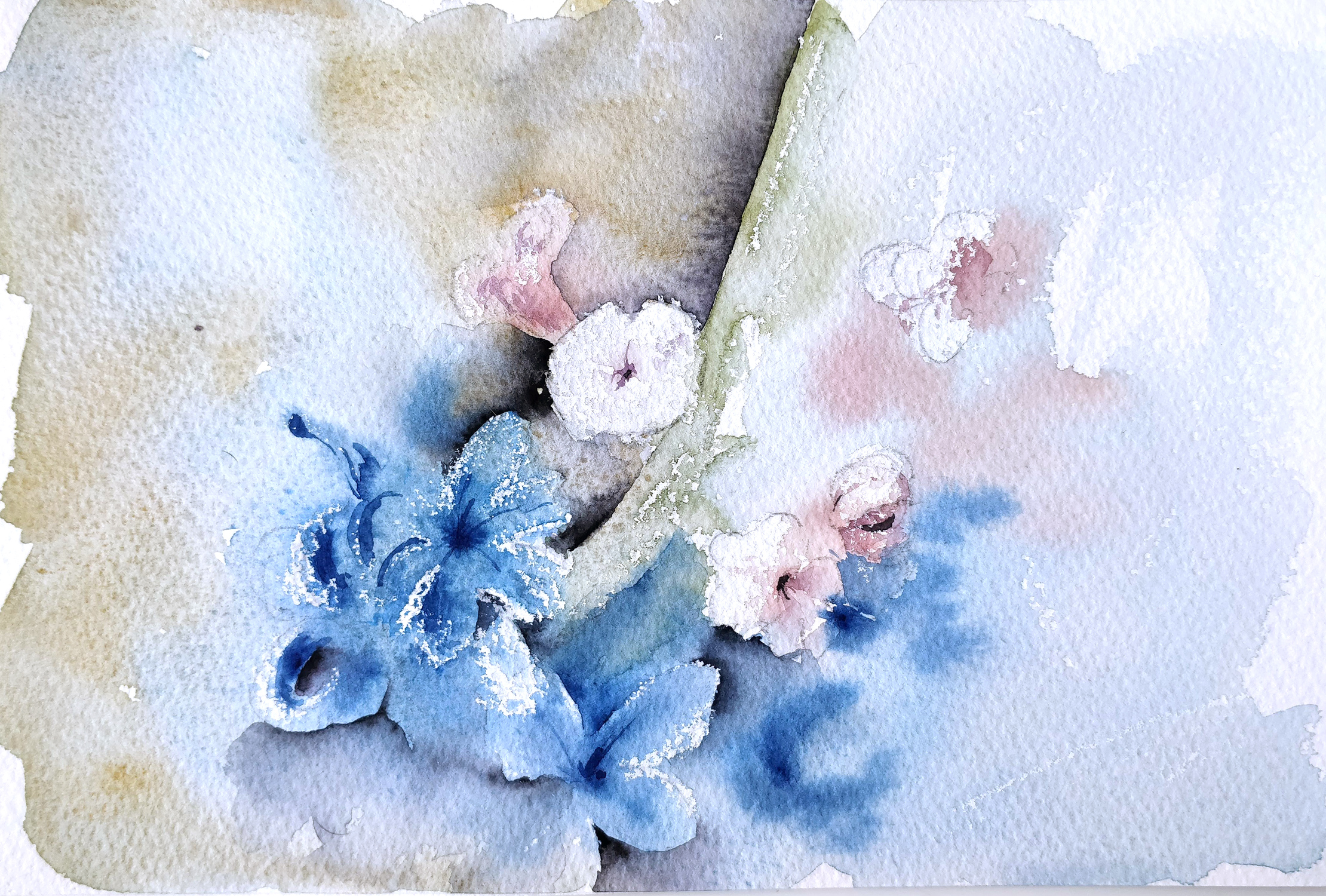White flowers in watercolor - Ursula Schichan