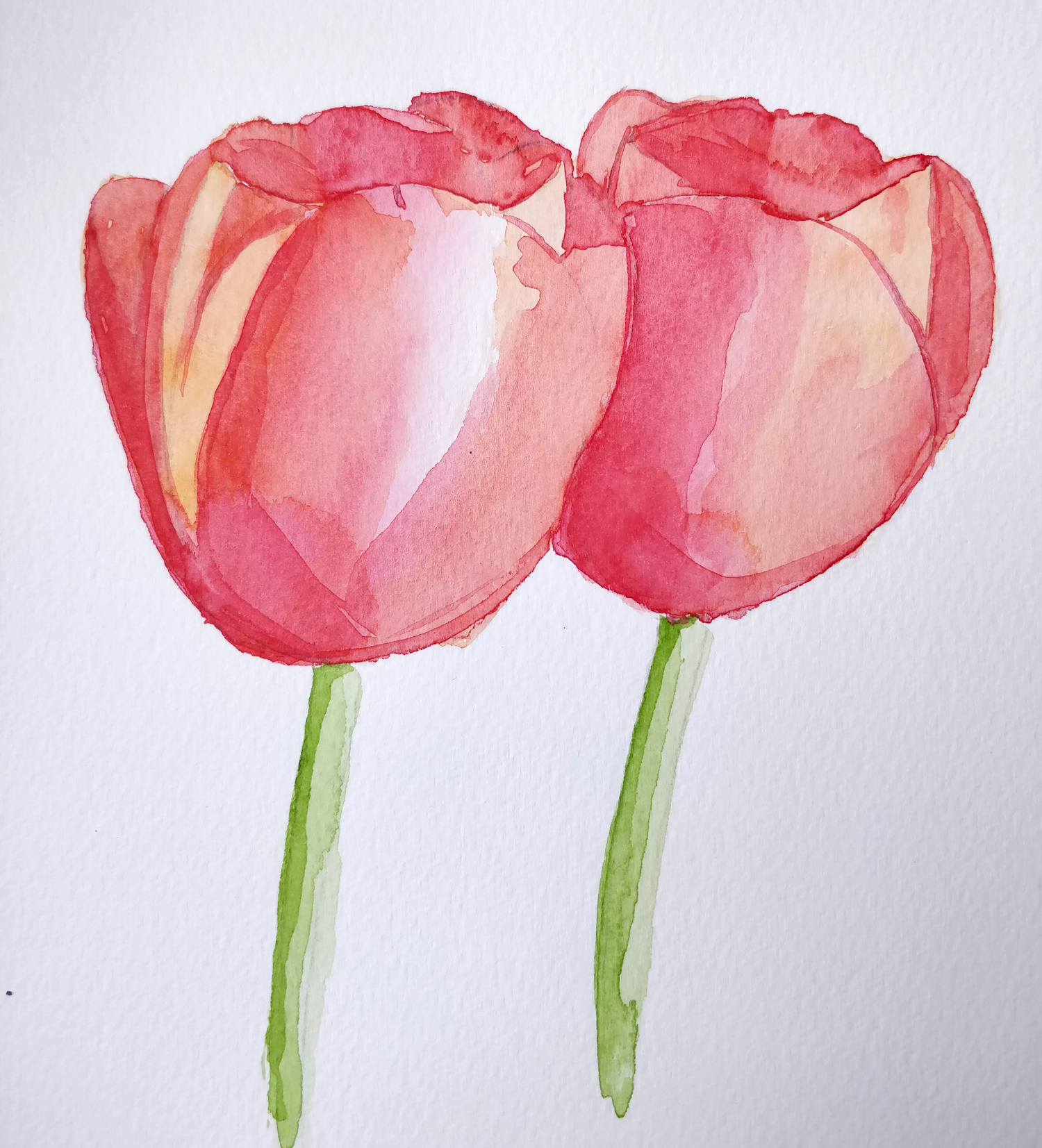 Tulipes colorées à l'aquarelle - Ursula Schichan