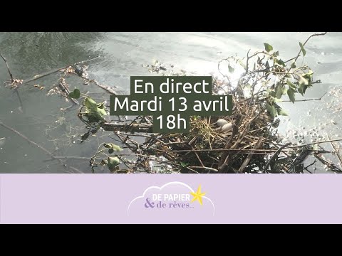 Direct 13/04 : Peindre un nid à l&#039;aquarelle