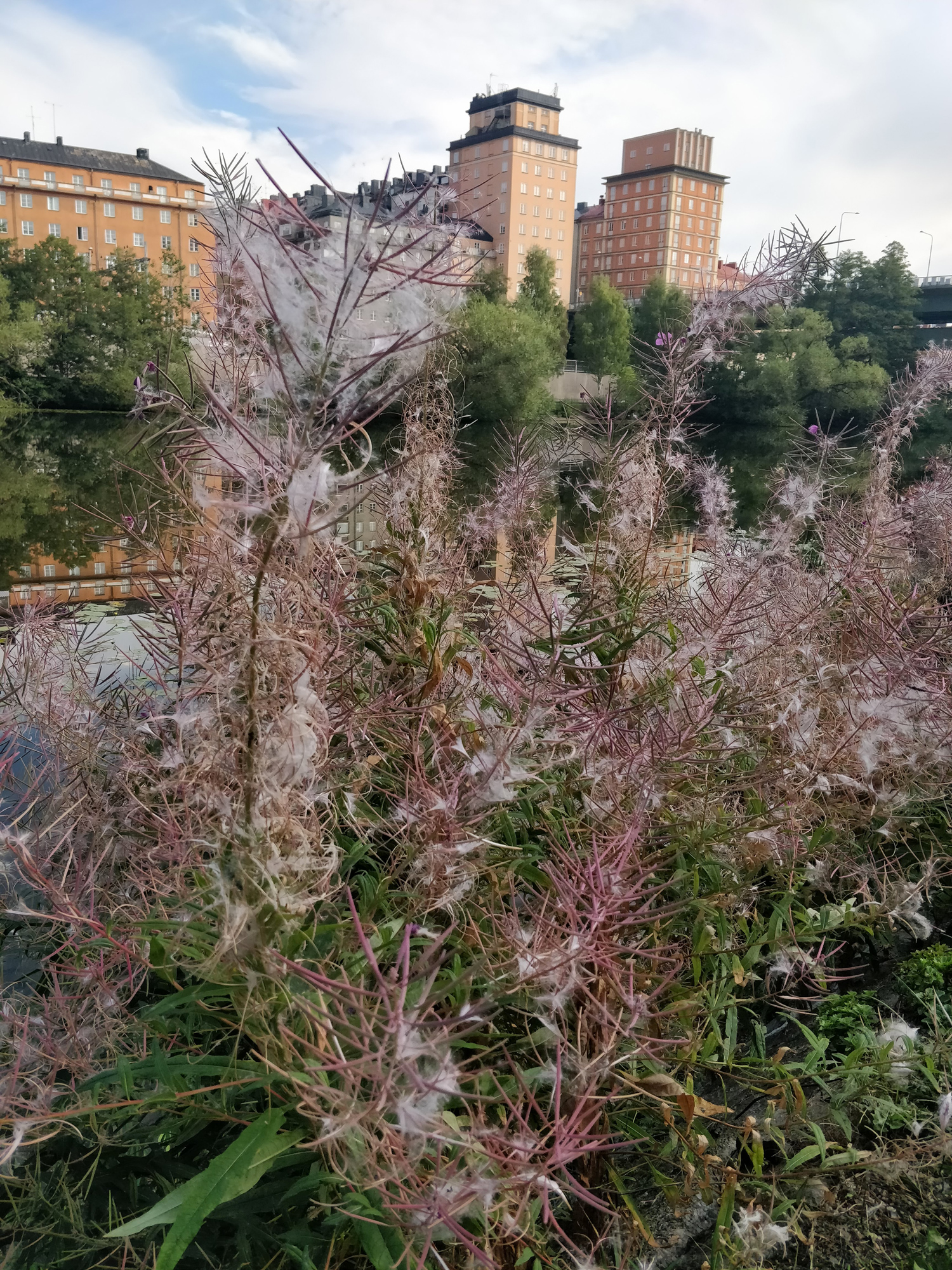 Image de référence - buisson de mauvaises herbes aux couleurs d'automne