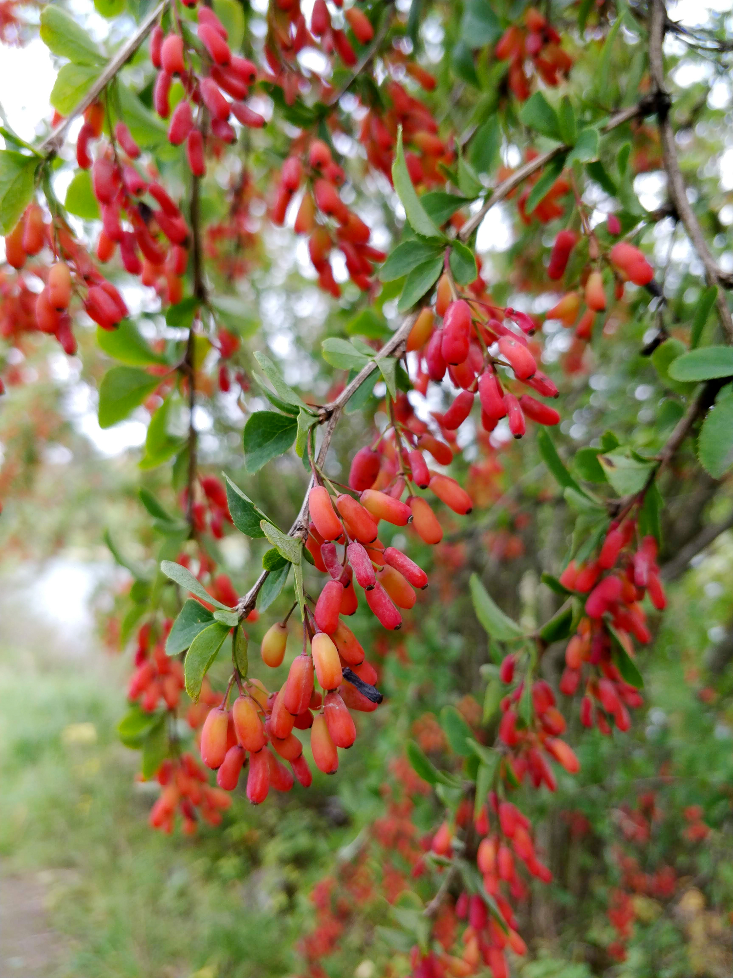 Berberis vulagris - image de référence