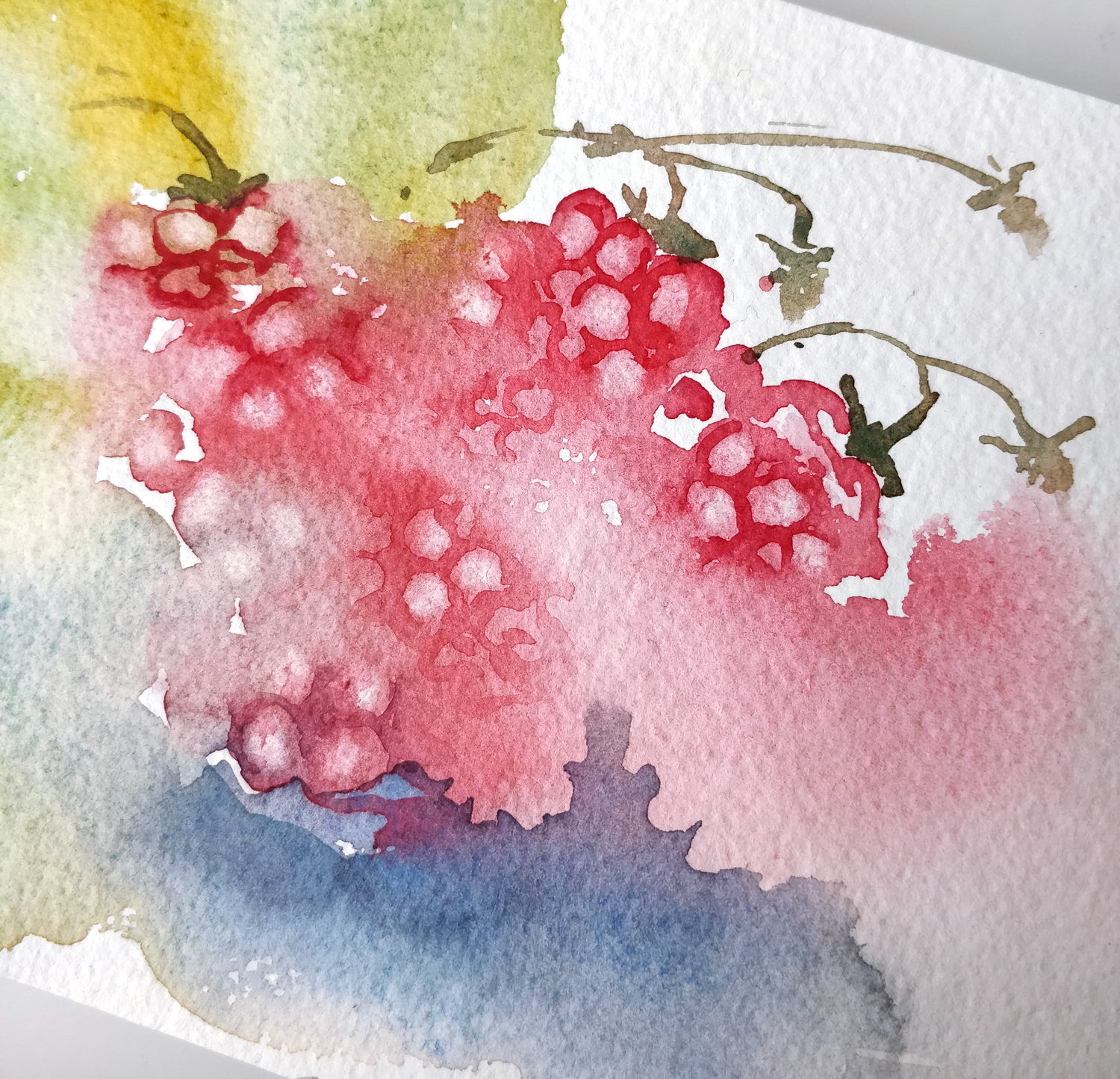 étude de framboise à l'aquarelle