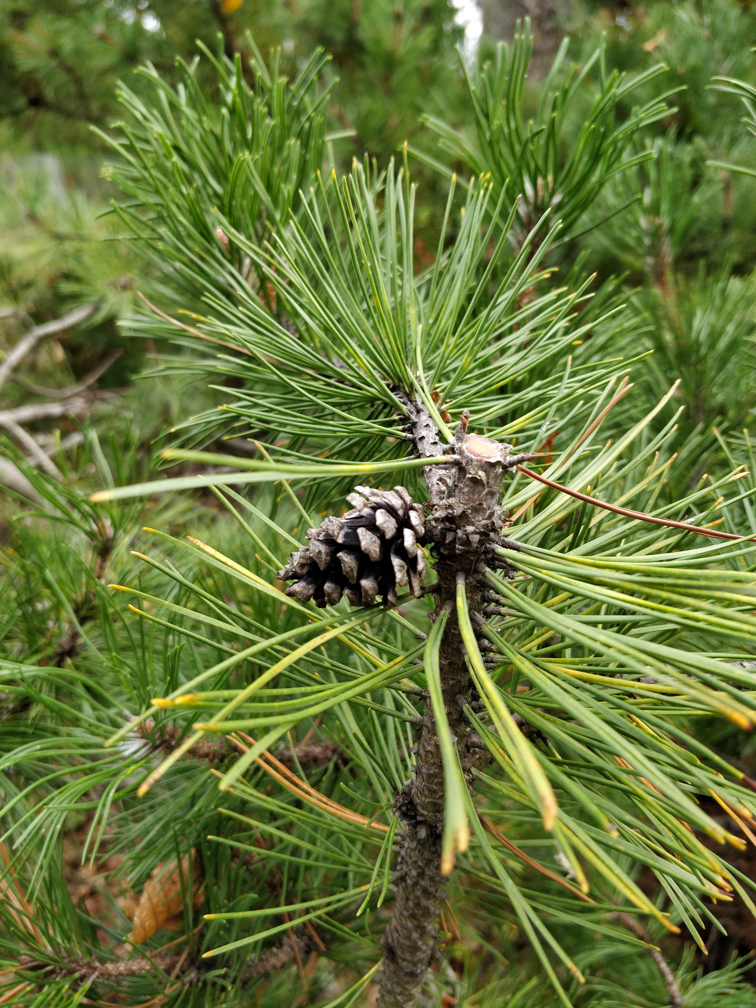 Image de référence - pomme de pin sur branche