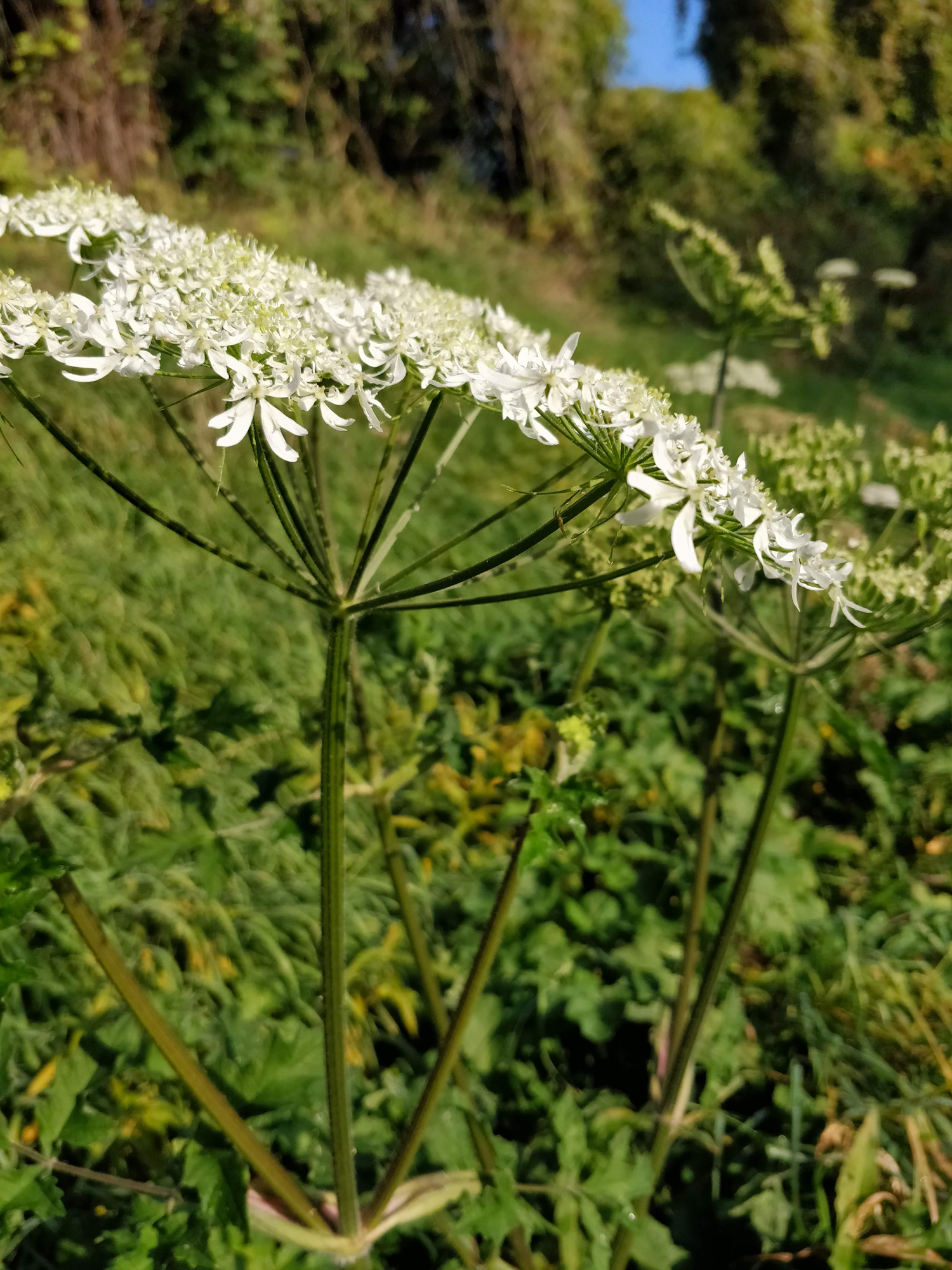 Wild white flowers