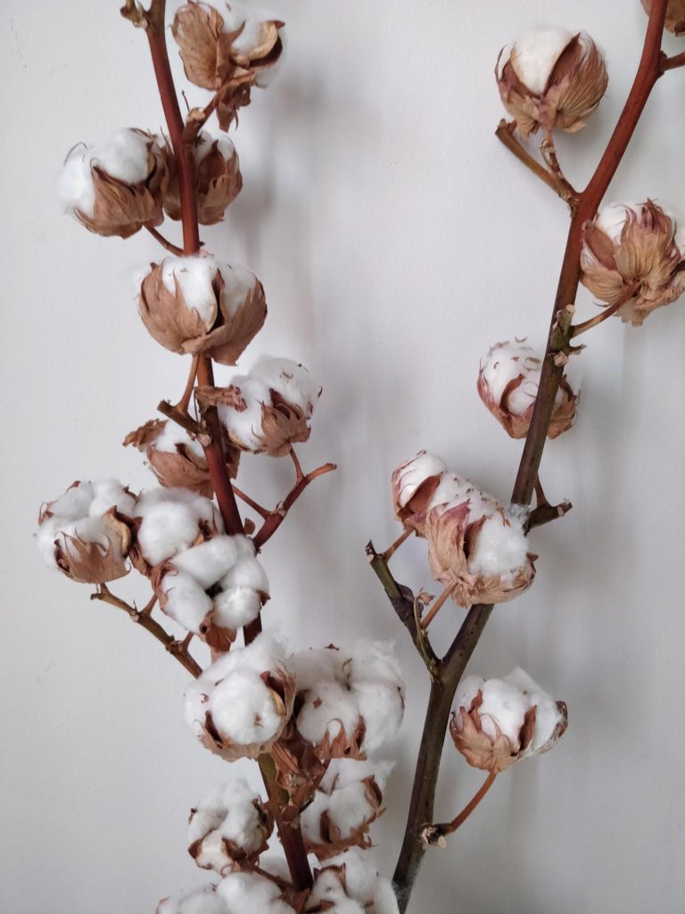 Direct 01/02 : Peindre des fleurs de coton à l'aquarelle - Ursula Schichan